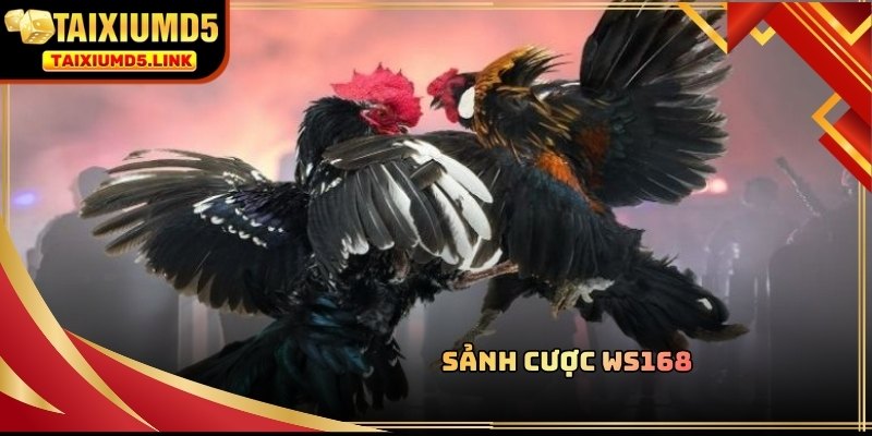 Nhà cung cấp WS168 mang đến những kèo cược đá gà đa dạng nhất